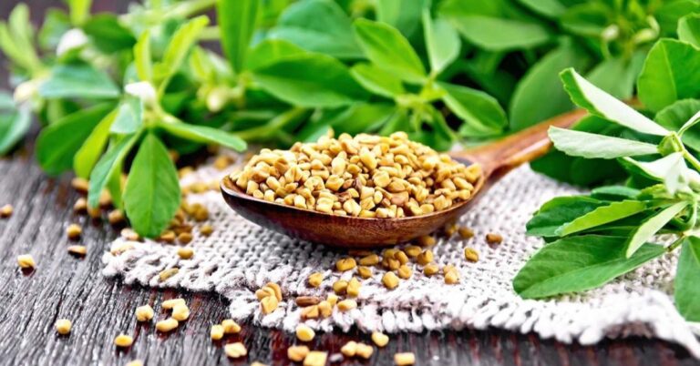 Fenugreek