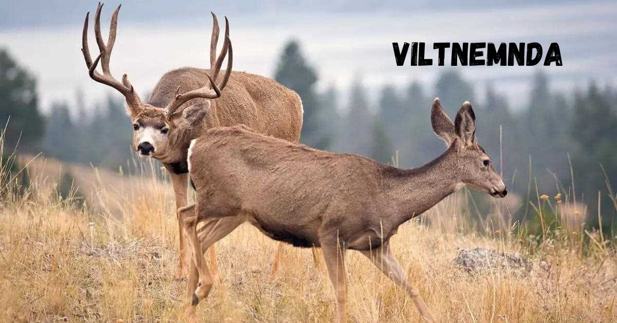 Viltnemnda