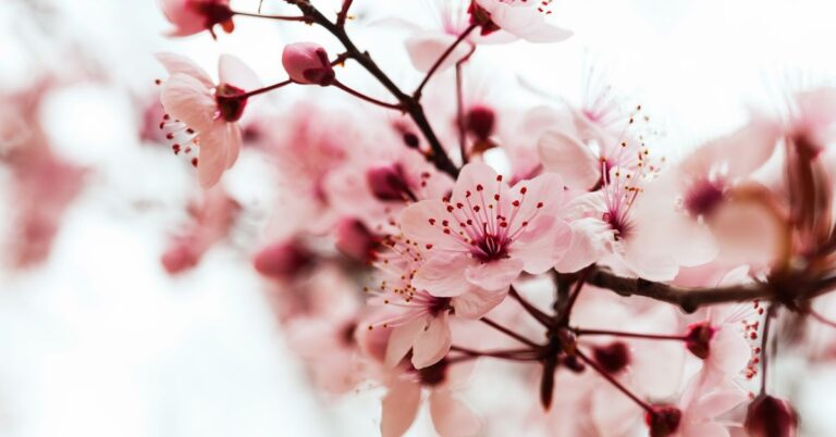 Cherrysakura